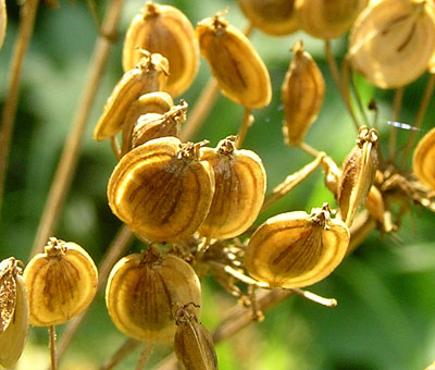 Wiesen-Bärenklau, Heracleum sphondylium